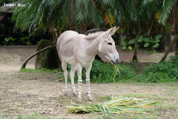 馬年限定萌明星登場！一起認識臺北動物園的「沙漠小勇士」非洲野驢